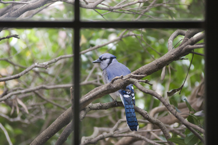 Blue Jay