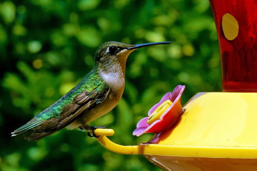 Hummingbird w/macro