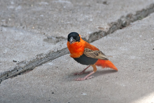 Orange Bishop